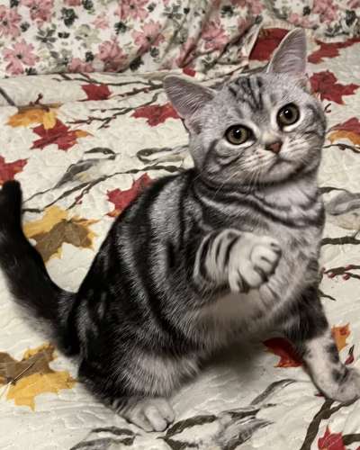 Creeping MyrtleVinca