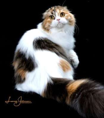 GCImprimis-Wisteria-of